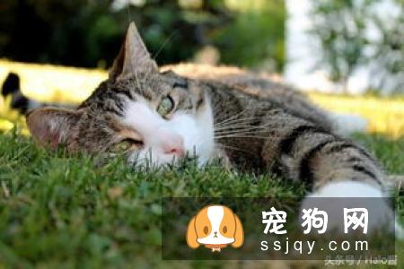 狗狗夏季饮食的三点注意事项