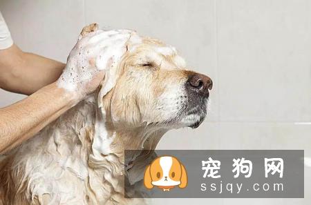 养宠物狗的6大误区，你躺枪了吗！
