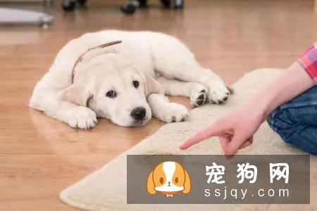 狗狗犯错后,会主动认错么?
