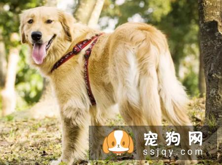 狗狗在秋季容易患的疾病，了解它远离它！