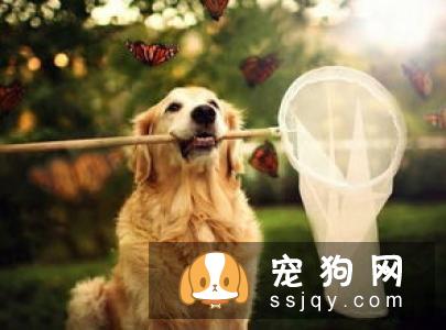 狗狗在秋季容易患的疾病，了解它远离它！