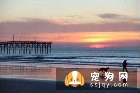 防中暑有妙招，让狗狗快乐健康过夏天！