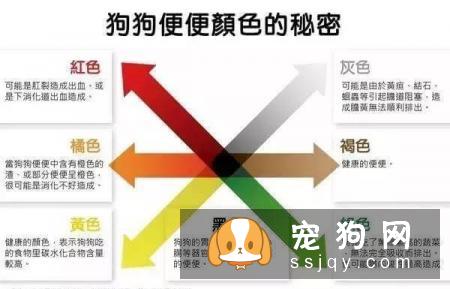 最强养狗基本知识，养狗必备干货
