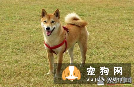 柴犬大便不成形 这三招可以解决问题