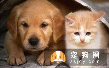 狗狗喜欢乱咬东西，应该如何改善狗狗乱咬东西这种行为