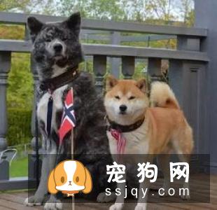 柴犬标准腿长 柴犬腿长多少