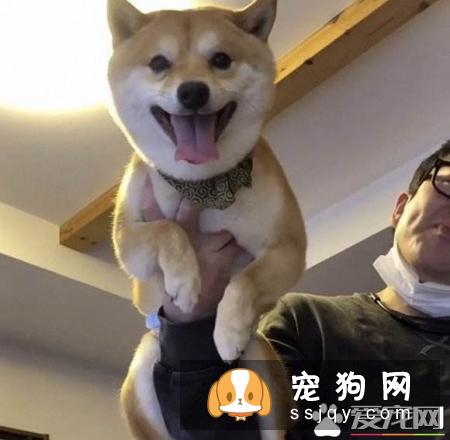 豆柴犬多少钱 怎样区分豆柴犬和柴犬