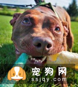狗狗为什么乱叫，应该如何制止这种行为