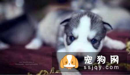 狗狗为什么会感冒，狗狗感冒了应该怎治疗