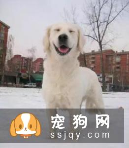 狗狗吸入这些有害物质,很容易引起呼吸道疾病