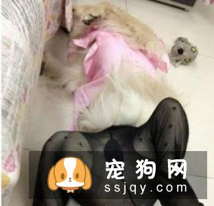 金毛屁股的毛卷怎么办 金毛屁股的毛卷是正常现象吗