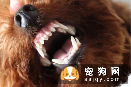 双排牙的危害-家居装修问答