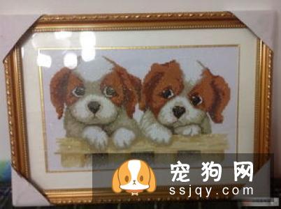 狗狗求关注的行为有这些,你知道吗?