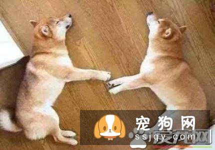 柴犬怎么样辨别真假 看柴犬纯不纯注意以下几点