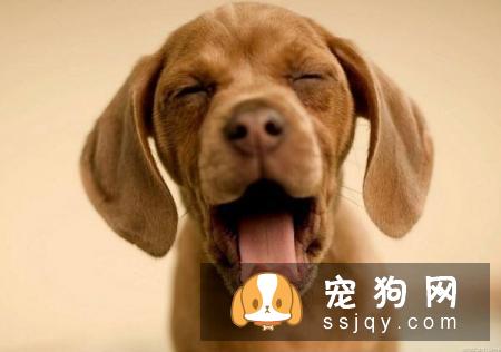 引起狗狗呕吐的原因有这些