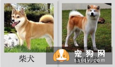 柴犬尾巴短 柴犬什么样的尾巴为最佳