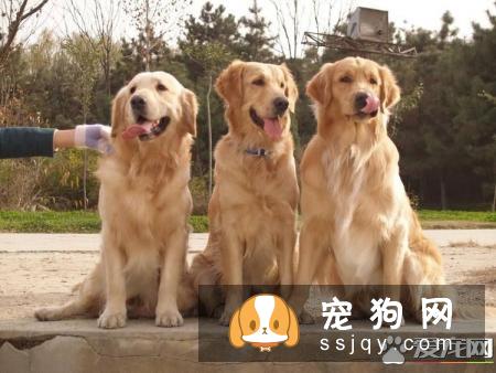 金毛屁股的毛卷怎么办 金毛屁股的毛卷是正常现象吗