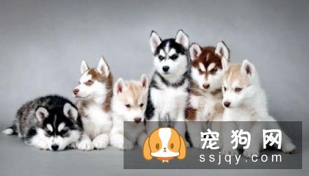 怀孕狗狗喂食的次数是多少