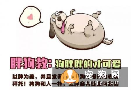 远离！养狗圈的“十大邪教”，科学养犬才是王道！