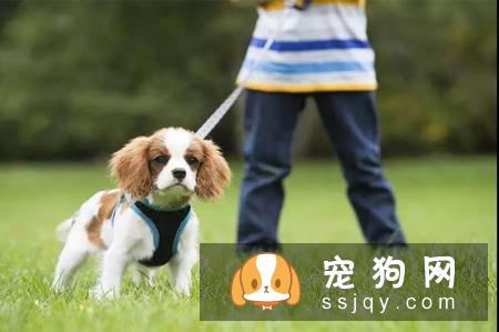 理论都一样，为什么自己和训犬师的训练差异这么大呢？