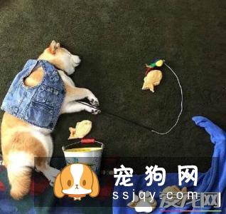 柴犬吃什么狗粮好 怎样给柴犬选购狗粮
