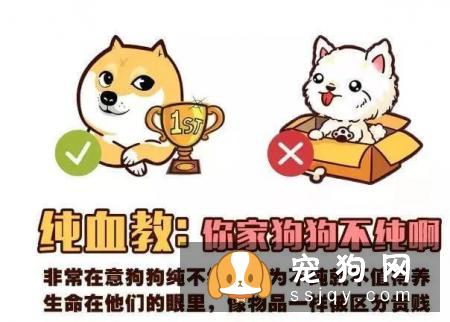 远离！养狗圈的“十大邪教”，科学养犬才是王道！