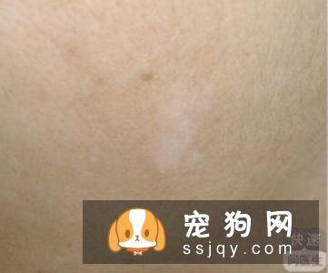 怎么判断狗狗有皮肤病？狗狗常见的皮肤病诊断