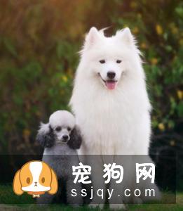 狗狗应该怎么正确的喝水