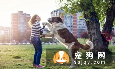 狗狗仆人怎么办?学会这3步，轻松纠正狗狗扑人的坏习惯