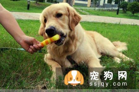 狗狗能不能吃冰棍?幼犬不建议吃,千万不能喂给它!
