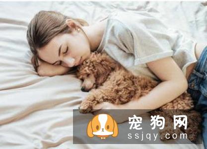 泰迪犬处于7-15岁老年期,一定要做好这几件事!