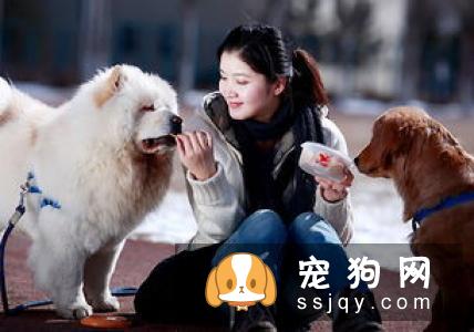 柴犬怎么自己训练的方法 如何让柴犬服从训练