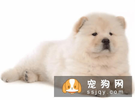 宠物狗一般是多少价格？宠物狗价格排名！