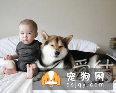 从本质上讲,一个简短的、响亮的名字可以使得柴犬记得更快