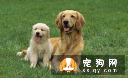 狗狗从怀孕到生产应该如何照顾？