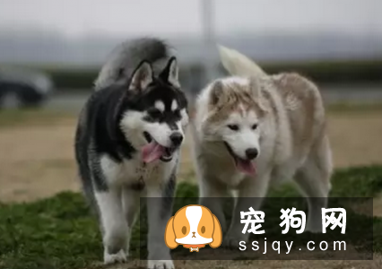 狗狗为什么跟陌生人走，怎么防止狗狗跟陌生人走！