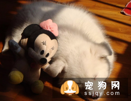 萨摩耶健康知识小课堂 萨摩耶喂养指南