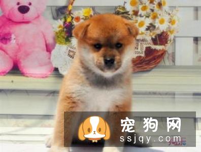 秋田犬和柴犬哪个好 柴犬更适合家庭饲养的原因