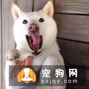 狗狗为什么乱叫，应该如何制止这种行为