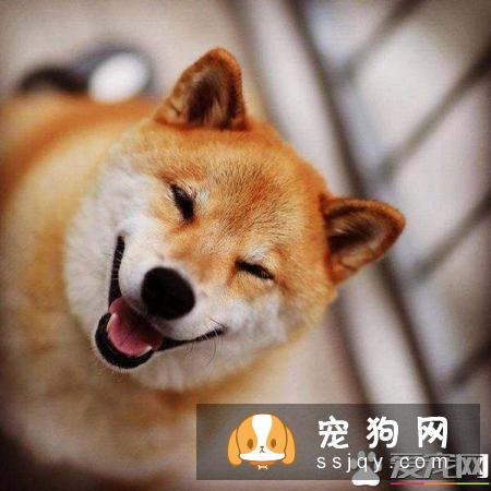 柴犬一个月吃多少狗粮 怎样判断柴犬是否吃饱了