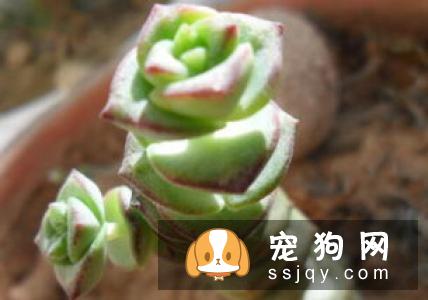蝴蝶犬的喂养和繁殖方法