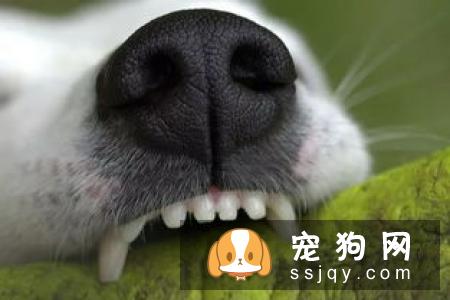 狗狗的碗需要每天清洗吗？