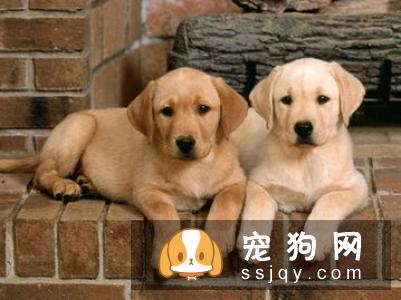 狗狗日常养护步骤，让爱犬变得更美