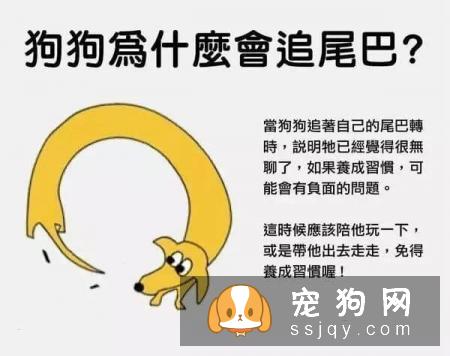 最强养狗基本知识，养狗必备干货