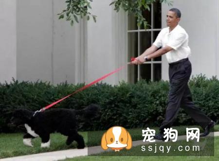 身价70亿的训犬师告知你，狗狗应该这样训练