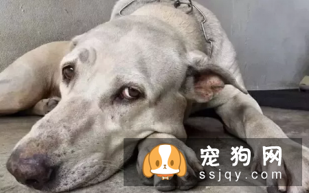 狗狗都有哪些老年病，狗狗衰老都有什么特征