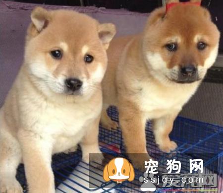 柴犬大便很臭 引起柴犬大便很臭的原因居然这么多