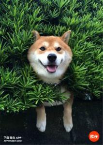 柴犬鼻子干 柴犬鼻子干原来是这么回事