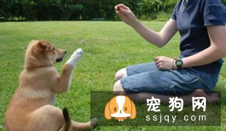 养狗的这些误区，了解它不踩雷！