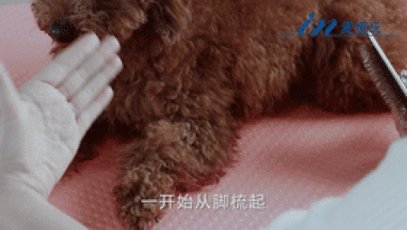 如何正确给宠物洗澡？很多人第一步就做错啦！